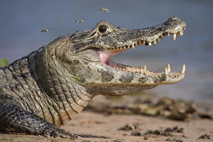 Images Dated 13th October 2014: Yacare Caiman (Caiman yacare) gaping to regulate its body temperature, with attendant hoverflies