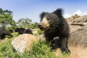 Sloth Prints: Sloth Bear Close-up Print