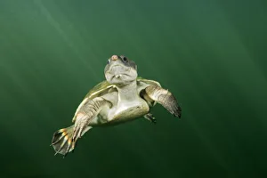 Yellow bellied snapping turtle (Elseya flaviventralis) about to surface for air Yellow bellied snapping turtle (Elseya flaviventralis) about to surface for air