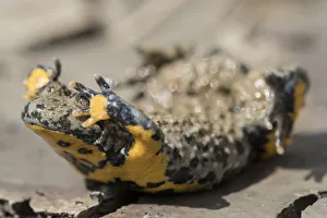 Yellow-bellied toad (Bombina variegata) in defensive posture showing warning colours Yellow-bellied toad (Bombina variegata) in defensive posture showing warning colours