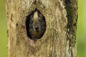 Yellow-crowned brush-tailed rat / Cono-cono {Isothrix bistriata} in tree hollow, Yavari River Yellow-crowned brush-tailed rat / Cono-cono {Isothrix bistriata} in tree hollow, Yavari River