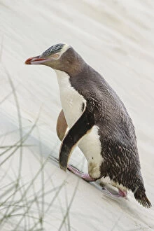 Images Dated 5th February 2004: Yellow-eyed penguin (Megadyptes antipodes) walking up a sand dune towards its nest