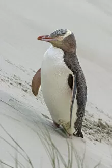 Images Dated 5th February 2004: Yellow-eyed penguin (Megadyptes antipodes) pausing on the way to nest over sand dune