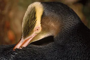 Yellow-eyed penguin preening feathers, Aukland Island, New Zealand Yellow-eyed penguin preening feathers, Aukland Island, New Zealand