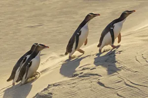 Four Yellow-eyed penguins (Megadyptes antipodes) walking up a sand dune towards their nests Four Yellow-eyed penguins (Megadyptes antipodes) walking up a sand dune towards their nests
