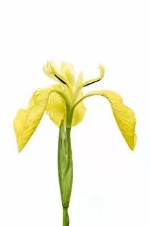 Images Dated 27th May 2016: Yellow flag iris (Iris pseudacorus), Bchelberg, Pfalz, Germany. May. Meetyourneighbours
