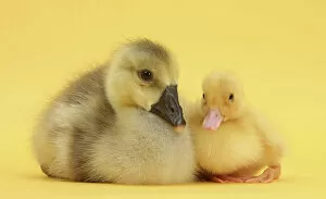 Images Dated 9th February 2013: Yellow gosling and duckling on yellow background