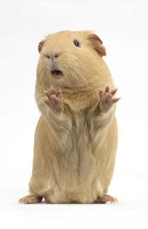 Images Dated 31st July 2013: Yellow Guinea pig standing up and squeaking, against white background
