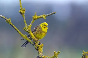 Yellow Hammer (Emberiza citrinella) UK, March Yellow Hammer (Emberiza citrinella) UK, March