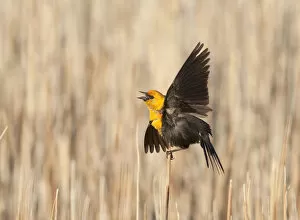 Images Dated 5th June 2010: Yellow-headed Blackbird (Xanthocephalus xanthocephalus) male calling and performing