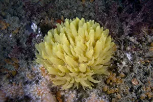 Images Dated 15th June 2009: Yellow hedgehog sponge (Polymastia boletiformis) underwater, Channel Isles, UK, June
