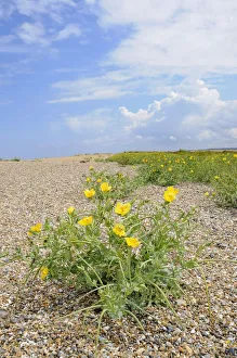 Yellow horned poppy (Glaucium flavum) growing on shingle beach, Norfolk, UK, August Yellow horned poppy (Glaucium flavum) growing on shingle beach, Norfolk, UK, August