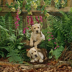 Two Yellow Labrador puppies playing through a gap in the fence, 7 weeks old Two Yellow Labrador puppies playing through a gap in the fence, 7 weeks old