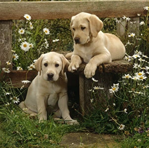 Images Dated 25th July 2007: Two Yellow Labrador puppies resting at a stile, 9 weeks old