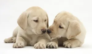 Yellow Labrador Retriever puppies, 8 weeks Yellow Labrador Retriever puppies, 8 weeks