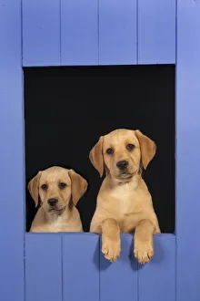 Two Yellow Labrador retriever puppies looking out from blue kennel, UK Two Yellow Labrador retriever puppies looking out from blue kennel, UK