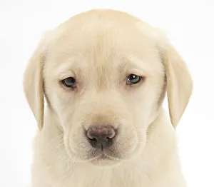 Yellow Labrador Retriever puppy, 7 weeks Yellow Labrador Retriever puppy, 7 weeks