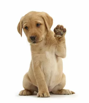 Images Dated 16th October 2014: Yellow Labrador Retriever puppy, 8 weeks old, sitting with raised paw