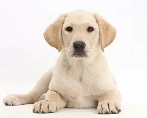 Images Dated 14th January 2016: Yellow Labrador Retriever puppy, age 9 weeks, lying with head up