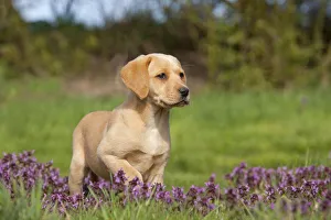 Yellow Labrador retriever puppy amongst spring flowers in garden, UK, April Yellow Labrador retriever puppy amongst spring flowers in garden, UK, April