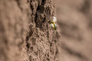 Yellow legged mining bee (Andrena flavipes) female at nest burrow, River Monnow Yellow legged mining bee (Andrena flavipes) female at nest burrow, River Monnow