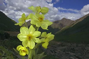 Yellow poppywort (Meconopsis integrifolia) flowering, Qinghai-Tibet Plateau, Shiqu County Yellow poppywort (Meconopsis integrifolia) flowering, Qinghai-Tibet Plateau, Shiqu County