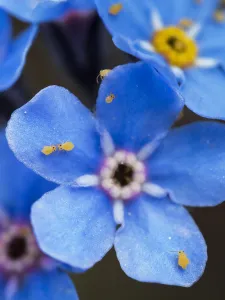 Forget-Me-Not print by Frederick Edward Hulme