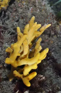 Yellow staghorn sponge (Axinella dissimilis), Lundy Island Marine Conservation Zone Yellow staghorn sponge (Axinella dissimilis), Lundy Island Marine Conservation Zone