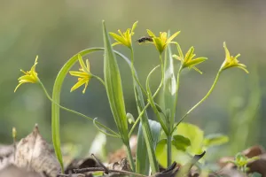 Yellow star of Bethlehem (Gagea lutea) in woodlands of th Schonbrunn Palace in Vienna Yellow star of Bethlehem (Gagea lutea) in woodlands of th Schonbrunn Palace in Vienna