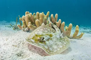 Yellow stingray (Urobatis jamaicensis) on sand seabed by coral reef, The Bahamas Yellow stingray (Urobatis jamaicensis) on sand seabed by coral reef, The Bahamas