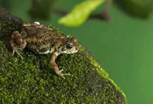 Maharashtra Gallery: Yellow tiger toad (Xanthophryne tigerina)