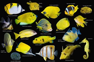 Ray Finned Fish Gallery: Yellow tropical reef fish composite image on black background
