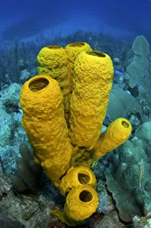 Images Dated 24th January 2008: Yellow tube sponge (Aplysina fistularis) on a coral reef, East End, Grand Cayman