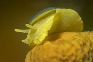 Yellow umbrella slug (Tylodina perversa) feeding on Golden sponge (Aplysina aerophoba) Yellow umbrella slug (Tylodina perversa) feeding on Golden sponge (Aplysina aerophoba)