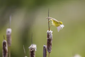 Yellow warbler (Dendroica petechia) collecting nesting material from Bulrush cattail Yellow warbler (Dendroica petechia) collecting nesting material from Bulrush cattail