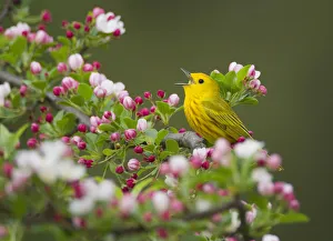 Yellow warbler (Setophaga petechia) male singing while perched on Crabapple (Malus sp Yellow warbler (Setophaga petechia) male singing while perched on Crabapple (Malus sp