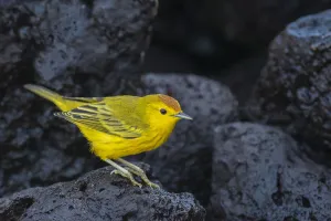Yellow warbler (Setophaga petechia aureola) on lava rocks. Isabela Island, Galapagos Yellow warbler (Setophaga petechia aureola) on lava rocks. Isabela Island, Galapagos