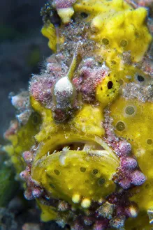 Yellow warty frogfish (Antennarius maculatus) Seraya, Tulamben area, Bali, Indonesia Yellow warty frogfish (Antennarius maculatus) Seraya, Tulamben area, Bali, Indonesia