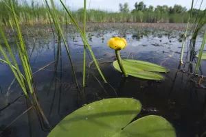 Yellow water lily (Nuphar luteum) Backwater of Latorica River, Eastern Slovakia, Europe Yellow water lily (Nuphar luteum) Backwater of Latorica River, Eastern Slovakia, Europe