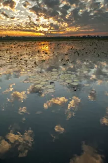 Alligators Gallery: Yellow Waters with Water Lilies (Nymphaeacae) at sunset, South Alligator River, Kakadu