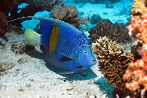 Images Dated 24th June 2012: Yellowbar angelfish (Pomacanthus maculosus) Egypt, Red Sea