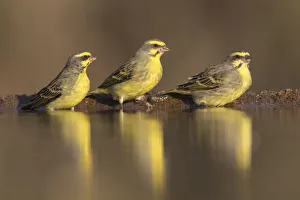 Yellowfronted canaries (Crithagra mozambica) at waterhole, Zimanga Private Game Reserve Yellowfronted canaries (Crithagra mozambica) at waterhole, Zimanga Private Game Reserve
