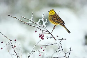 Yellowhammer (Emberiza citinella) in winter hedgerow, Norfolk, England, UK, December Yellowhammer (Emberiza citinella) in winter hedgerow, Norfolk, England, UK, December