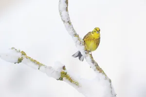 Yellowhammer (Emberiza citrinella) perched on snowy branch. Perthshire, Scotland, February Yellowhammer (Emberiza citrinella) perched on snowy branch. Perthshire, Scotland, February