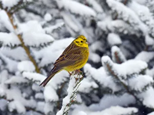 Yellowhammer (Emberiza citrinella) perched in snow covered conifer, Norfolk, England, UK Yellowhammer (Emberiza citrinella) perched in snow covered conifer, Norfolk, England, UK
