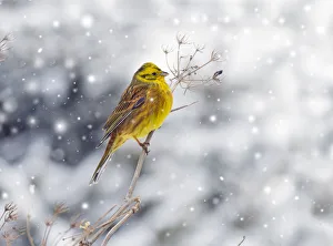 Yellowhammer (Emberiza citrinella) in winter snow. Norfolk, England, UK. February Yellowhammer (Emberiza citrinella) in winter snow. Norfolk, England, UK. February
