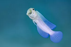 Yellowhead jawfish (Opistognathus aurifrons) male rises up from its burrow