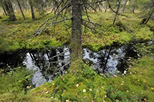 Yli-Vuoki old forest reserve, Suomussalmi, Finland, September 2008 Yli-Vuoki old forest reserve, Suomussalmi, Finland, September 2008
