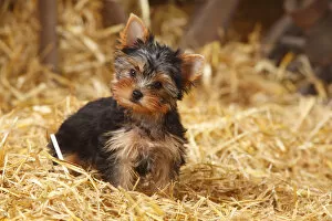 Images Dated 26th August 2013: Yorkshire Terrier, puppy, age 11 weeks sitting in straw