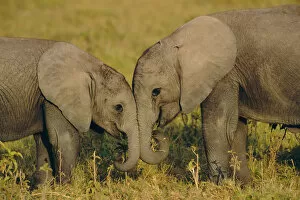 Images Dated 21st April 2004: Two young African elephants {Loxodonta africana} Amboseli NP, Kenya